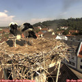 10_15-nest.jpg