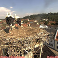 10_25-nest.jpg