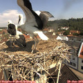 10_35-nest.jpg