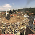 10_40-nest.jpg