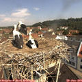 10_45-nest.jpg