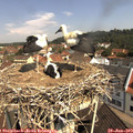 10_50-nest.jpg