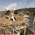 10_55-nest.jpg