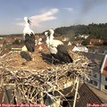 11_00-nest.jpg