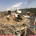 11_05-nest.jpg