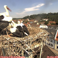 11_15-nest.jpg