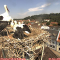 11_20-nest.jpg