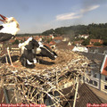 11_25-nest.jpg