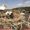 11_30-nest.jpg