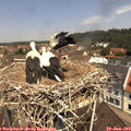 11_35-nest.jpg
