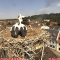 11_40-nest.jpg
