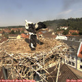 11_45-nest.jpg