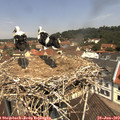 11_50-nest.jpg