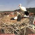 11_55-nest.jpg