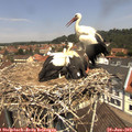 12_00-nest.jpg