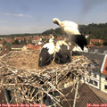 12_05-nest.jpg