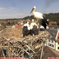 12_10-nest.jpg