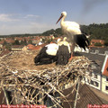 12_15-nest.jpg