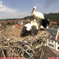 12_20-nest.jpg