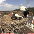 12_25-nest.jpg