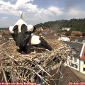 12_35-nest.jpg