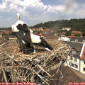 12_40-nest.jpg