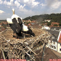 12_45-nest.jpg
