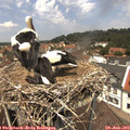 12_50-nest.jpg