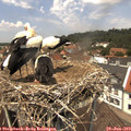 12_55-nest.jpg