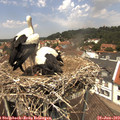 13_00-nest.jpg