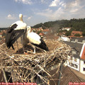 13_05-nest.jpg