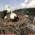 13_10-nest.jpg