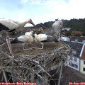 13_15-nest.jpg