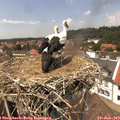 13_45-nest.jpg