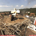 13_50-nest.jpg