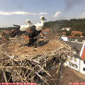 13_55-nest.jpg