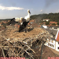 14_00-nest.jpg