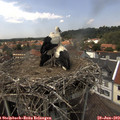 14_05-nest.jpg