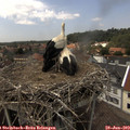 14_10-nest.jpg