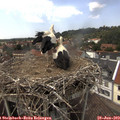 14_15-nest.jpg