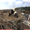 14_20-nest.jpg