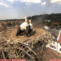 14_25-nest.jpg