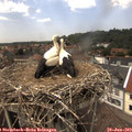 14_30-nest.jpg