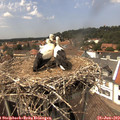 14_35-nest.jpg