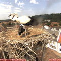 14_40-nest.jpg