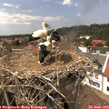 14_45-nest.jpg