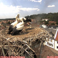 14_50-nest.jpg
