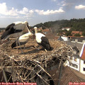 14_55-nest.jpg