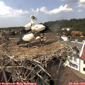 15_00-nest.jpg