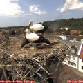 15_10-nest.jpg